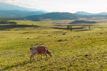 Fototapeta na wymiar one cow in a mountainous field.