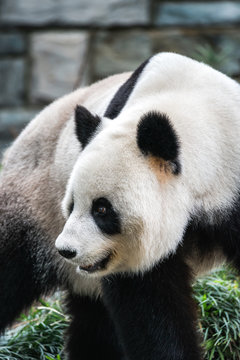 Giant Panda Closeup At A Zoo