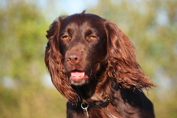 Liver coloured working type cocker spaniel pet gundog