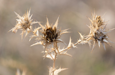 Dry prickly plant in nature