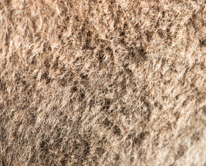 camel wool as background