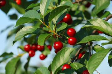 Red and sweet cherries on a branch just before harvest in early summer