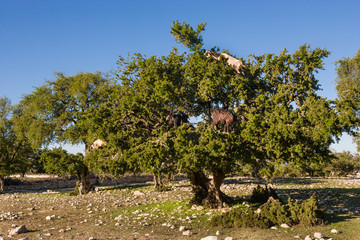 Goats in Argania trees at Ida Ougourd near Essaouira, Morocco