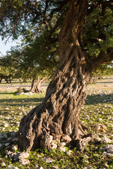 Argania trees at Ida Ougourd near Essaouira, Morocco