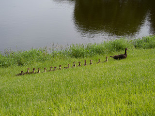 Duck Family