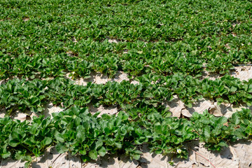Strawberry plantation on a sunny day