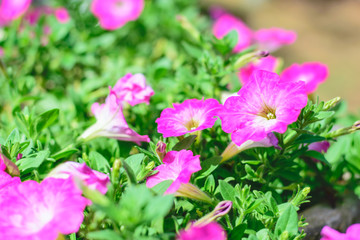 petunia flowers in the garden