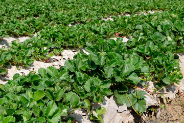 Strawberry plantation on a sunny day