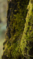 closeup drop water on moss