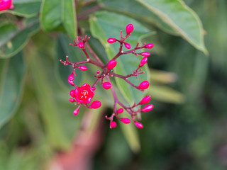 Small Red Flowers Blooming