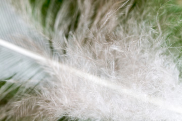 feather on a green background