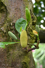 Little fresh jackfruit on the tree