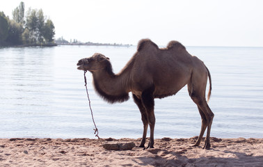 Camel near the sea