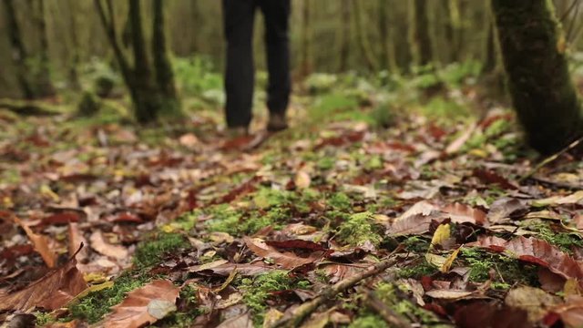 Man walking in the wood, rear and low view. Focus on leaves in foreground. The man is wearing hiking warm clothes. Exploration and nature concepts