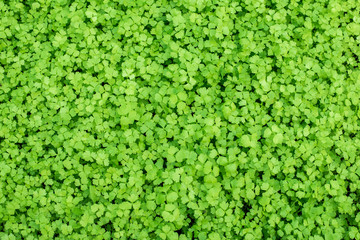 Greeb vegetable background
