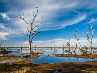 Flooded wetland with dying trees in the Australian outback