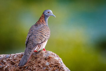 Bar-Shoulders Dove perched on a rock in the Australian outback