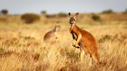 Printed roller blinds Beige Red Kangaroo, Flinders Ranges National Park, South Australia