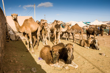 Dromedary at Weekly animal market at Guelmim, Morocco