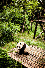 Giant Panda