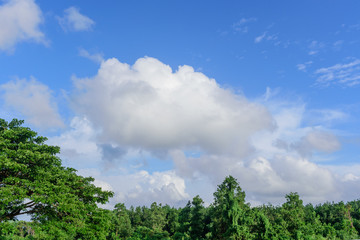 Obraz premium Beautiful tree on blue sky background