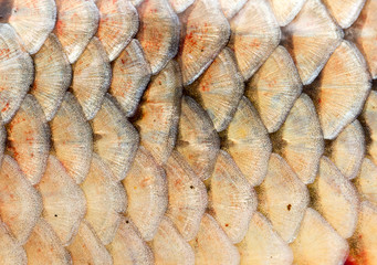 scales of fish as background