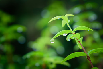 dew drops on leave