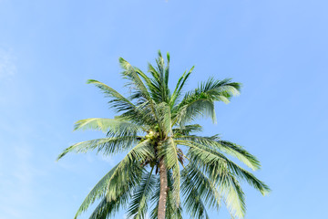 Fototapeta premium coconut tree on blue sky background