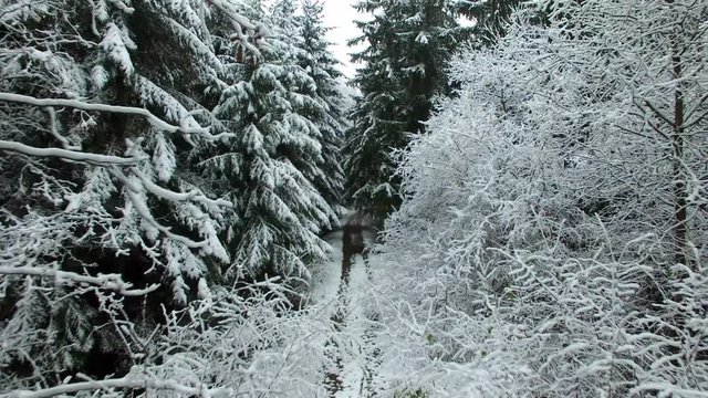 Flying Through Winter Forest Trees Covered With Snow