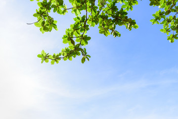  coconut tree on blue sky background