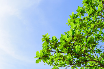 Fototapeta premium Beautiful trees on sky background