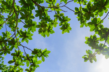 Fototapeta premium Beautiful trees on sky background