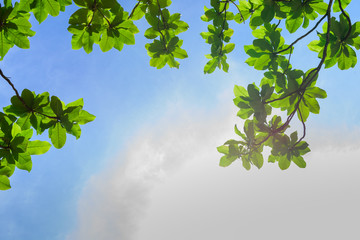 Fototapeta premium Beautiful trees on sky background