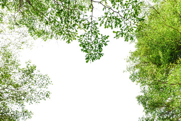 Obraz premium Beautiful trees on sky background