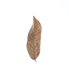 dry leaf set isolated on white backgroud