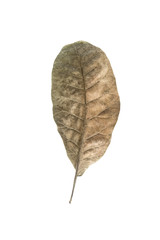 dry leaf set isolated on white backgroud