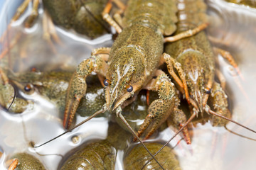 Live crayfish in the water as a background