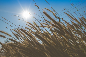 Obraz premium vintage grass and sunset