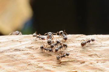 black ants on wood