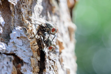 Mating bluebottle flies on tree in gaden, macro photo