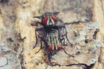 Mating bluebottle flies on tree in gaden, macro photo © ashophoto