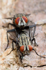 Mating bluebottle flies on tree in gaden, macro photo