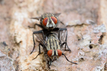 Mating bluebottle flies on tree in gaden, macro photo