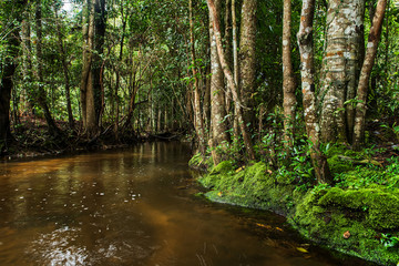 Obraz premium Evergreen forest and river stream flowing slowly