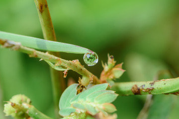 Fresh green grass with dew drops closeup