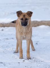 Naklejka premium Dog in the snow in the winter