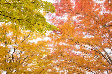 山中湖畔のカラフルなカエデの紅葉