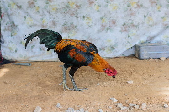 gamecock  in Thailand