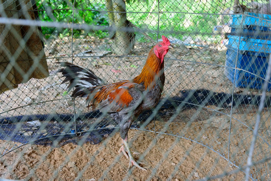 gamecock  in Thailand