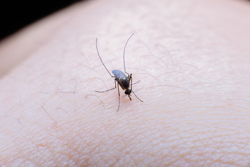 Mosquito on a human hand sucking blood